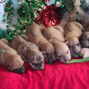 Vietnamese Phu Quoc Ridgeback Puppies from Vietnamese Phu Quoc Ridgeback Dogs of Southern California