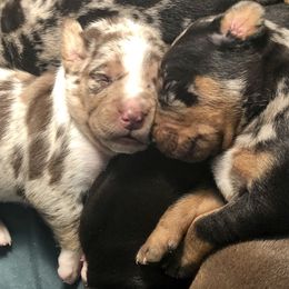 Catahoula Leopard Dog Puppies from Coweeman Catahoulas