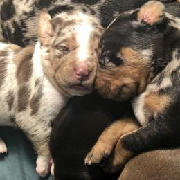 Catahoula Leopard Dog Puppies from Coweeman Catahoulas