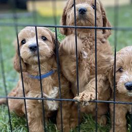 Assorted Doodle Crosses from Golden Palms Puppies