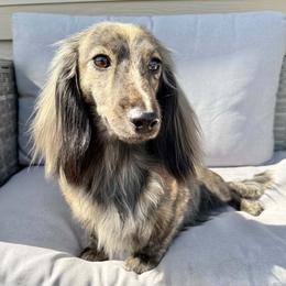 Sandy - Dachshund