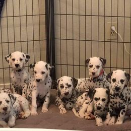 Dalmatian Puppies from Revere Dalmatians