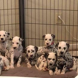 Dalmatian Puppies from Revere Dalmatians