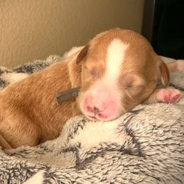 SmithDoodles GIRL 2 - Cream female Goldendoodle puppy in Portland, Oregon from Smith Family Doodles