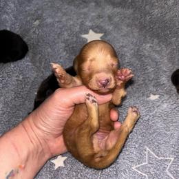 Red girl - Red female Dachshund puppy in Cattaraugus County, New York from H&C’s Dachshunds and Retrievers