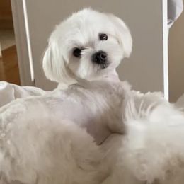 Maltese from Zairrah Geyrozaga's Maltese