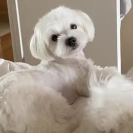 Maltese from Zairrah Geyrozaga's Maltese