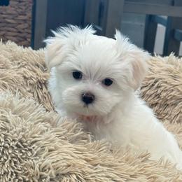 Girl, Orange Collar - White female Maltese puppy in Cisco, Texas from Fancy Pants Maltese