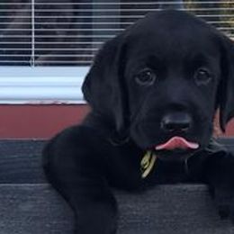 Girl 2 - Black Labrador Retriever puppy in Hutto, Texas from Texas Bluebonnet Labs