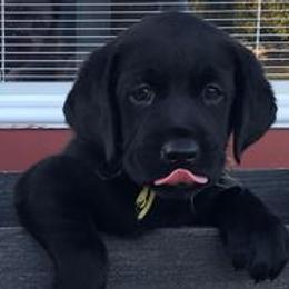 Girl 2 - Black Labrador Retriever puppy in Hutto, Texas from Texas Bluebonnet Labs