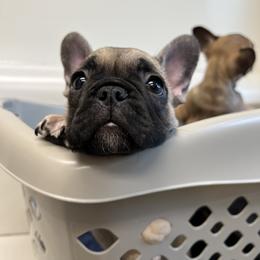 French Bulldog Puppies from Stratton Kennel