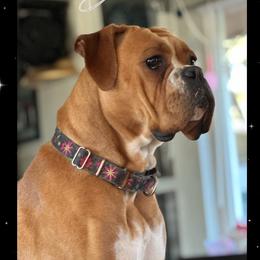 Diamond - Boxer