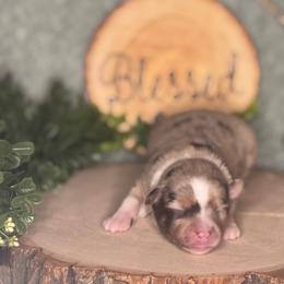 Pinkie Pie - Red merle female Australian Shepherd puppy in California from Eagle River Aussies