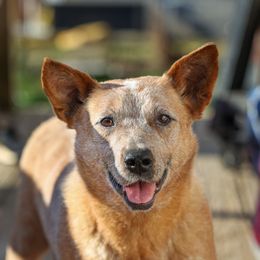 Mira - Australian Cattle Dog