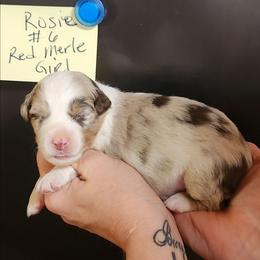 Rosie girl 6 - Red merle female Miniature Australian Shepherd puppy in Hampton, Tennessee from TC Farms Stock Dogs - Miniature Australian Shepherds