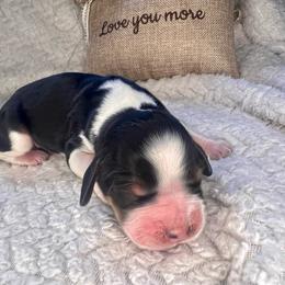 Banana - White and black female English Springer Spaniel puppy in Swainsboro, Georgia from Sweet Georgia Springers