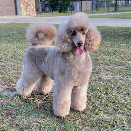 Joyce - Havanese