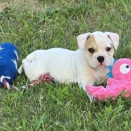 Reese - White and tan female American Bulldog puppy in Three Rivers, Michigan from Jemms Kennels