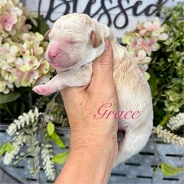 Grace - Apricot female Pyredoodle puppy in Bowling Green, Ohio from FDF Pyredoodles & Bernedoodles