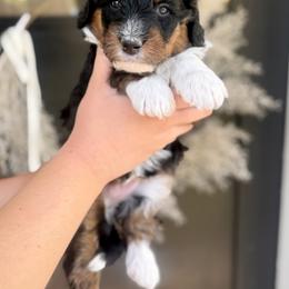 Rosalina- blue collar female - Tri-color female Bernedoodle puppy in Salt Lake County, Utah from Coco Avenue Pups