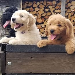 Goldendoodles from Flying Feather Farm
