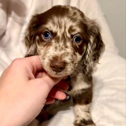 Chip - Dapple male Dachshund puppy in Kentucky from Wonderful Weiners