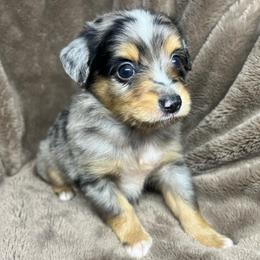Boy 2 - Blue merle male Toy Australian Shepherd puppy in Alabama from SBA Aussies
