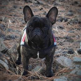 English Toy Spaniel and French Bulldog All Grown Up from Renaissance French Bulldogs and English Toy Spaniels