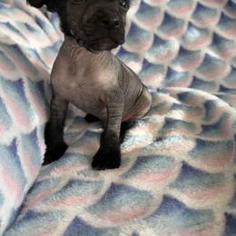 Potter (true hairless) - Black male Chinese Crested puppy in Aberdeen, Idaho from Willow Creek Cresteds