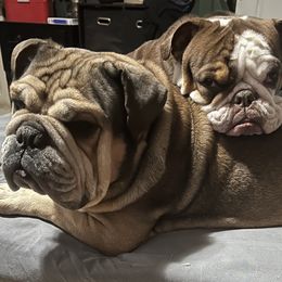 Bulldog All Grown Up from BH Bulldogs