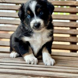 Macchiato - Black tri-color male Australian Shepherd puppy in Beaverdam, Virginia from Cimmarun Farm Aussies