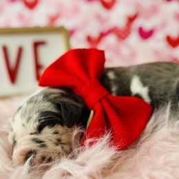 Basset Hounds and Great Danes from Sugar Creek Kennels