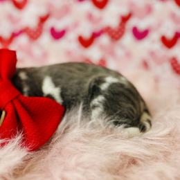 Basset Hounds and Great Danes from Sugar Creek Kennels