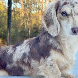 Louis - Dachshund