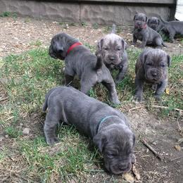 Neapolitan Mastiff Puppies from Unique Uprisings