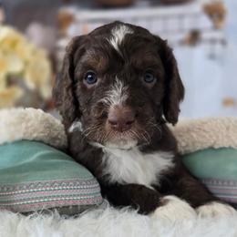 Violet - Brown and white female Aussiedoodle puppy in Prescott Valley, Arizona from Ramirez Family Doodles