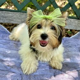 Daisy - Black tan and white female Biewer Terrier puppy in Winslow, Arkansas from Morning Glory Puppies