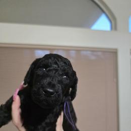 Amethyst - Purple Collar - Black female Poodle puppy in Phoenix, Arizona from Desert Diamond Poodles