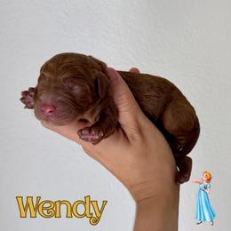 Wendy - Red  female Goldendoodle puppy in Aubrey, Texas from The Parrish Doods