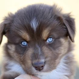 Australian Shepherd, Miniature American Shepherd, and Miniature Australian Shepherd Puppies from Painted Blue Aussies