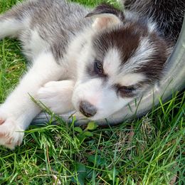 Siberian Husky Puppies from Husky Rose