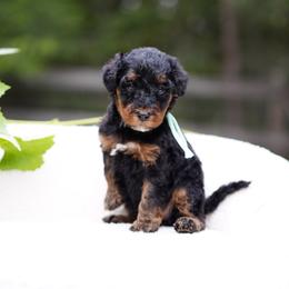 Teal collar - Phantom female Bernedoodle puppy in Spokane, Washington from Doodle Love