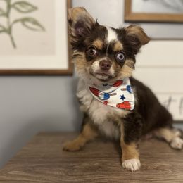 Chori - Chihuahua