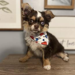 Chori - Chihuahua