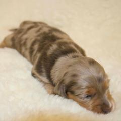 Tater - Dapple male Dachshund puppy in Chillicothe, Ohio from Brittney's Dachshunds