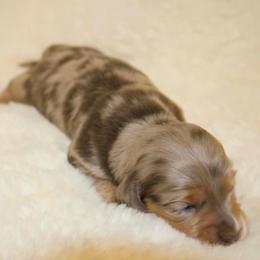 Tater - Dapple male Dachshund puppy in Chillicothe, Ohio from Brittney's Dachshunds