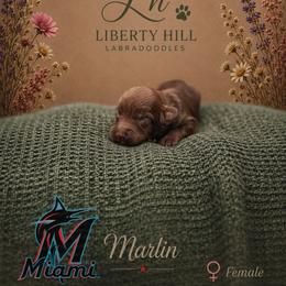 Marlin - Chocolate female Australian Labradoodle puppy in Denton, Texas from Liberty Hill Labradoodles