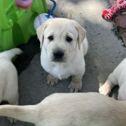 Boy 1 - Yellow Labrador Retriever puppy in Carmichael, California from Red Barn Family Labs