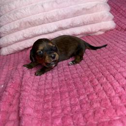 Toby - Brindle male Dachshund puppy in Lake City, Florida from My Ditzy Doxies of Florida