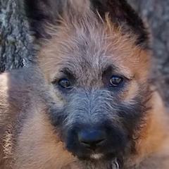Puppy girl number 1 - Mahogany female Belgian Laekenois puppy in Ball Ground, Georgia from COSWALD  BELGIAN  LAEKENOIS